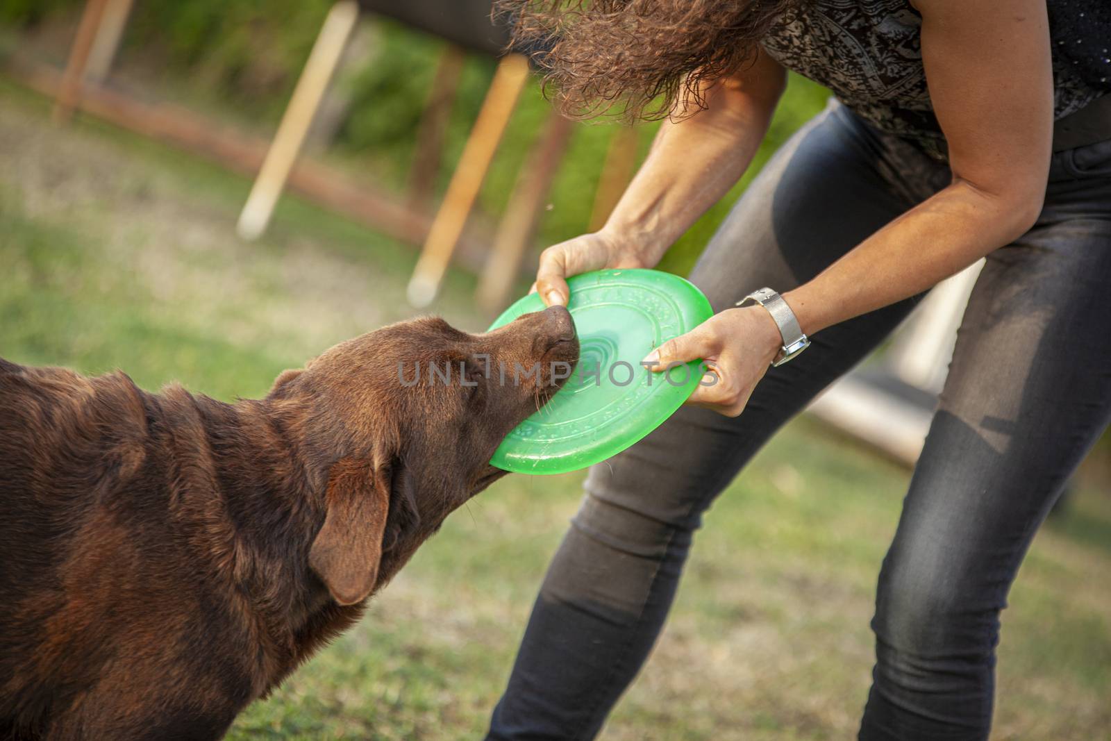 Labrador dog play in countryside 14 by pippocarlot