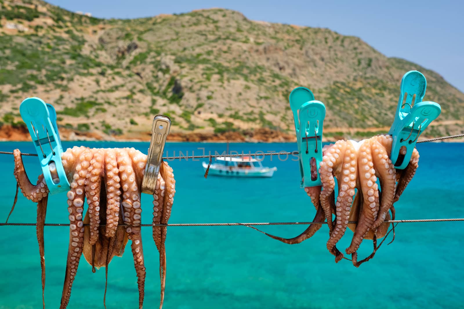 Fresh octopus drying on rope on sun with turquoise Aegean sea on background, Crete island, Greece by dimol