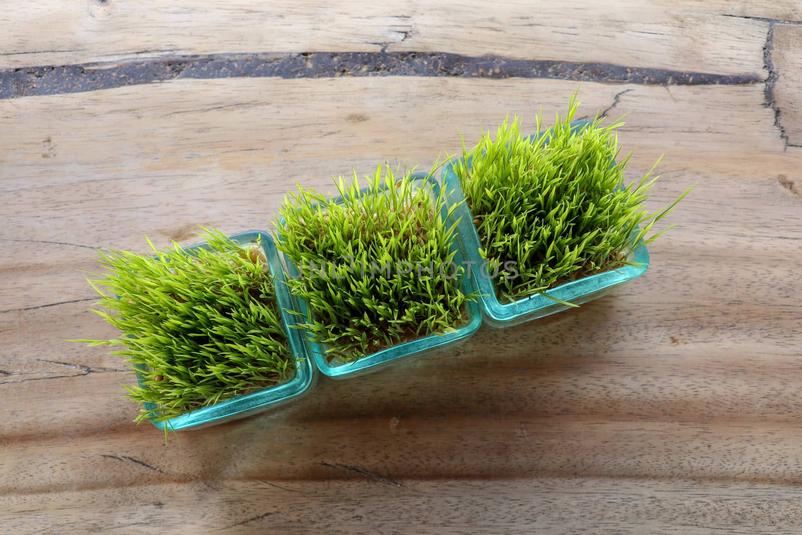 Rice plants in glass pot. Young green rice plant in square pot on table with massive wooden board. Top view rice seedlings in small pots, natural background. Part of restaurant table decoration.