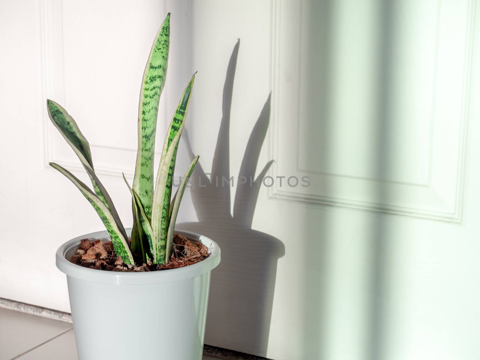 Green leaf, air purifying plants in white plastic pot on tiles floor in the room with copy space.