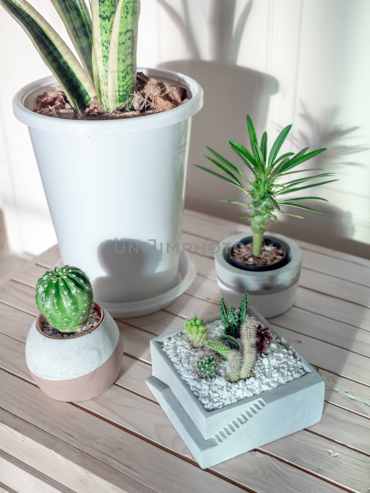 Green leaves, cactus and succulent plants in concrete pots on wooden table in the room, vertical style.