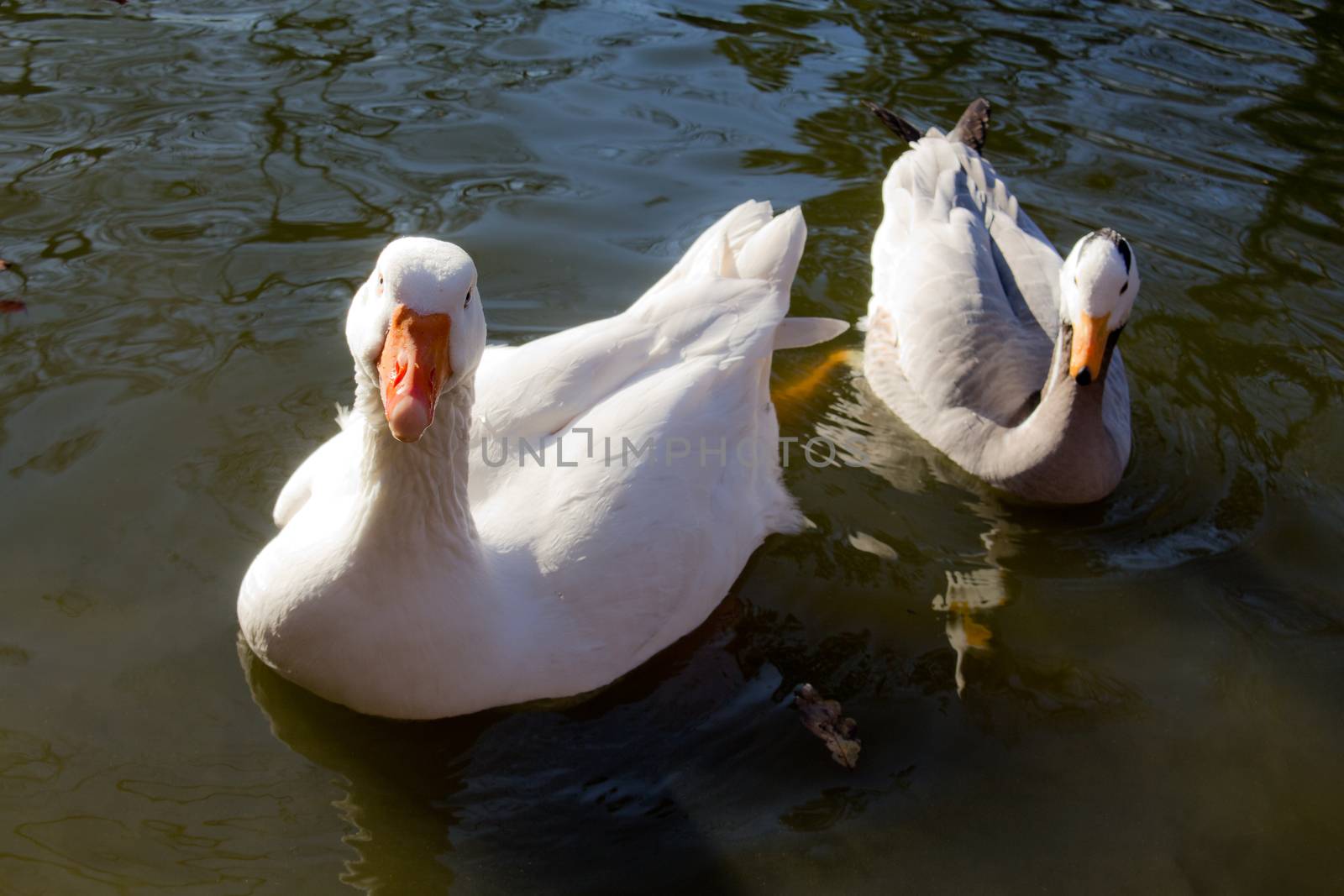 Animals and Birds. White geese look into the camera while they swim.