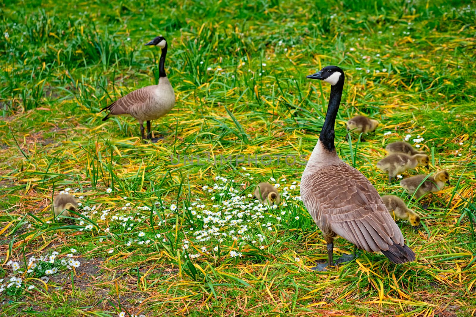Canada goose goslings by dimol