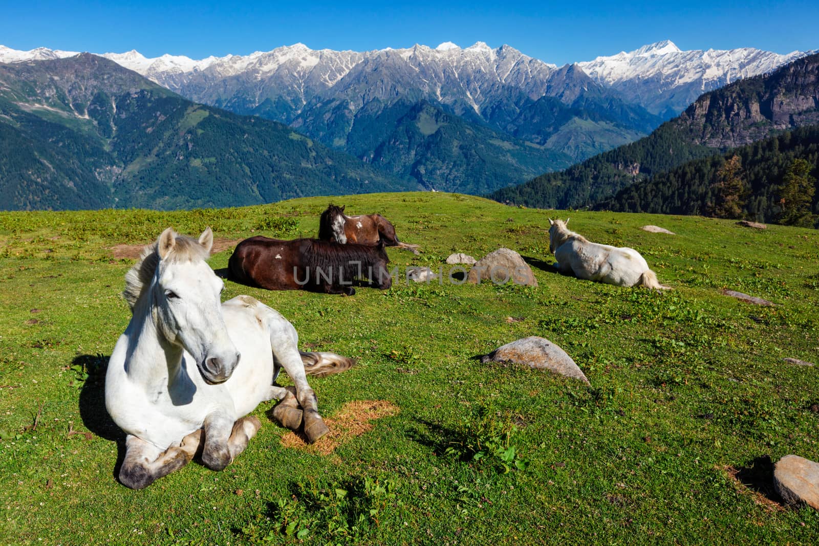 Horses in mountains. Himachal Pradesh, India by dimol