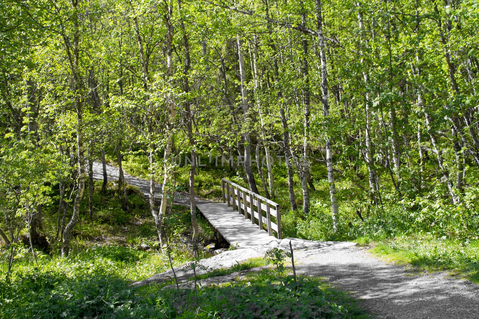 Hemsedal, Norway, forest. Small wooden bridge in the forest, nature.