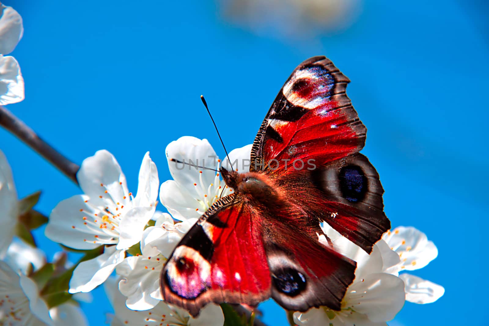    the butterfly , apple-tree flower by client111