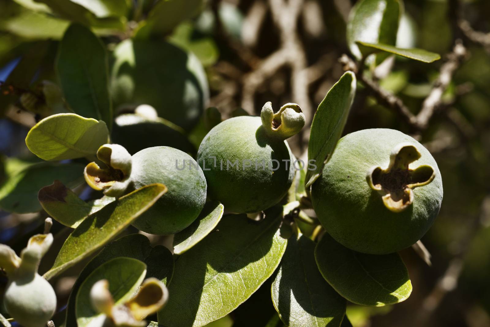 Jojoba fruits on branch in a sunny  day , in the background fruits out of focus , macro lens