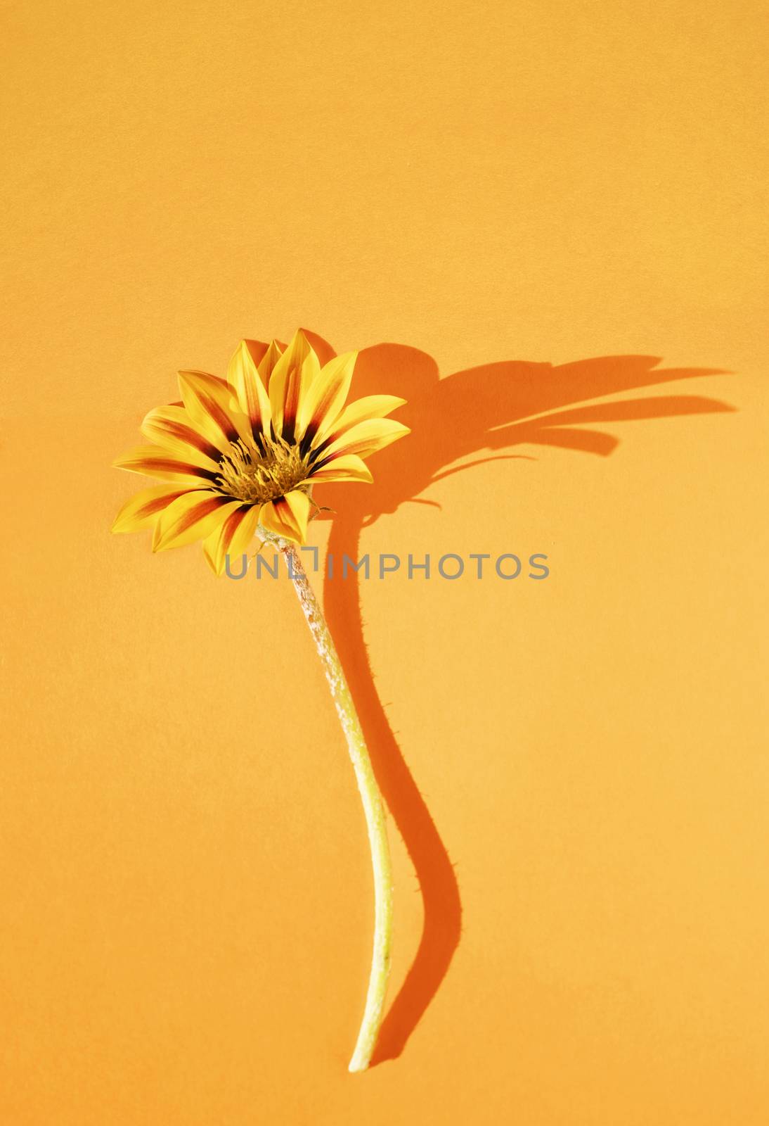 Beautiful flower of gazania on colored background , macro photography ,bright yellow-red-orange colors ,