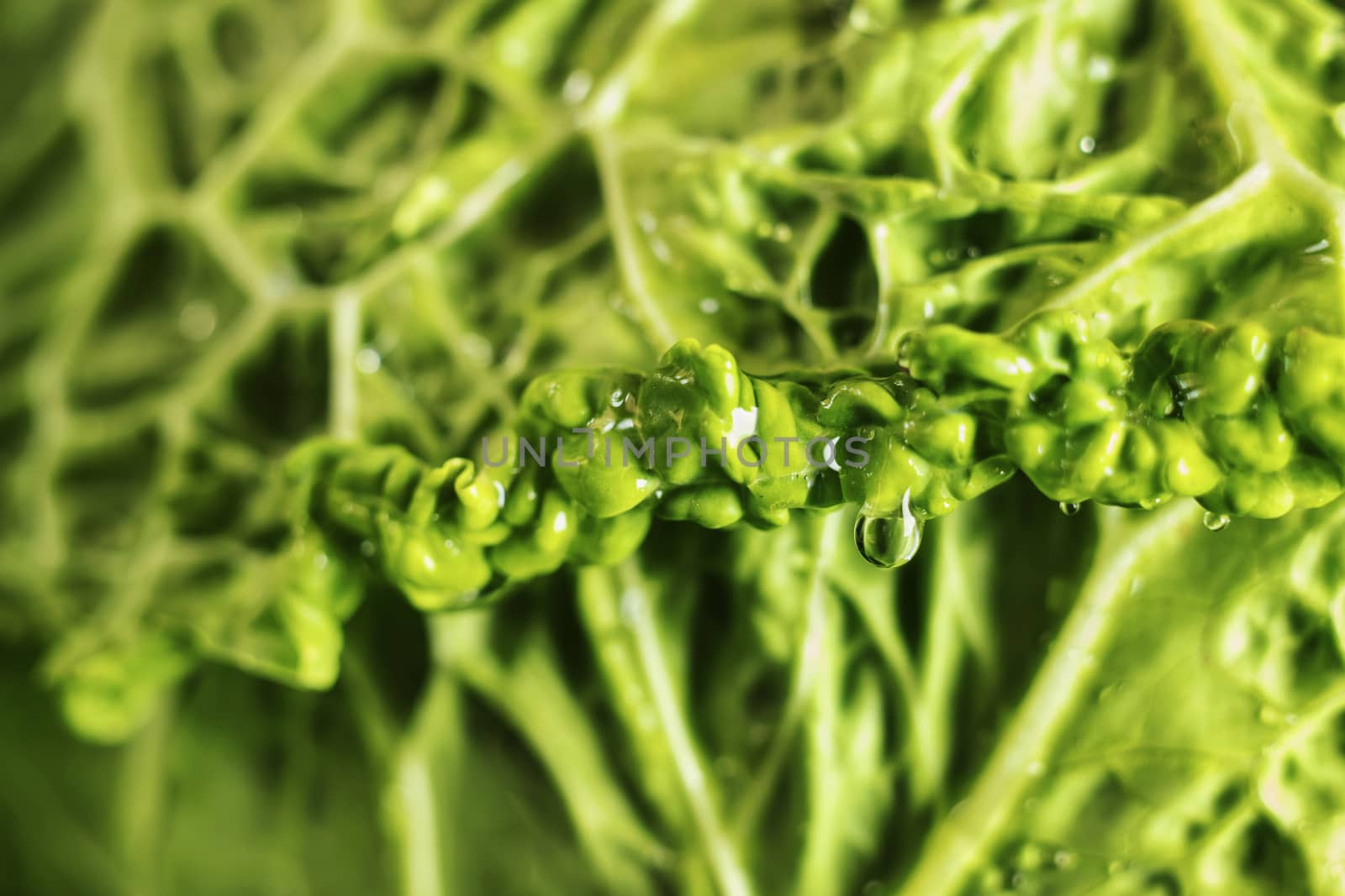 Detail of green savoy cabbage leaves with water drop, beautiful curled edge , abstract effect , macro photography
