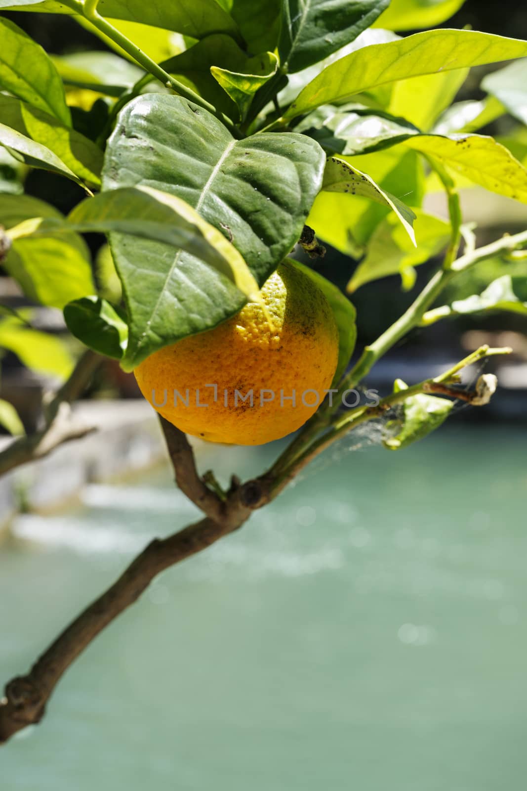 Orange fruit on branch closeup by victimewalker