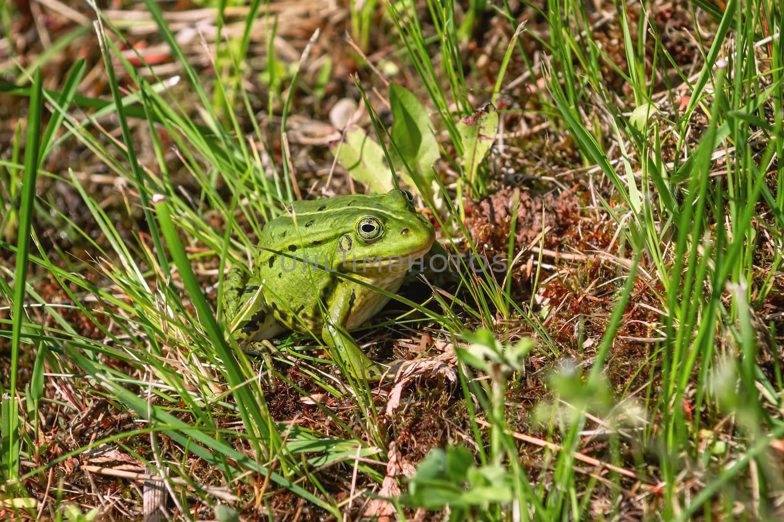 Green frog in the grass near the pond