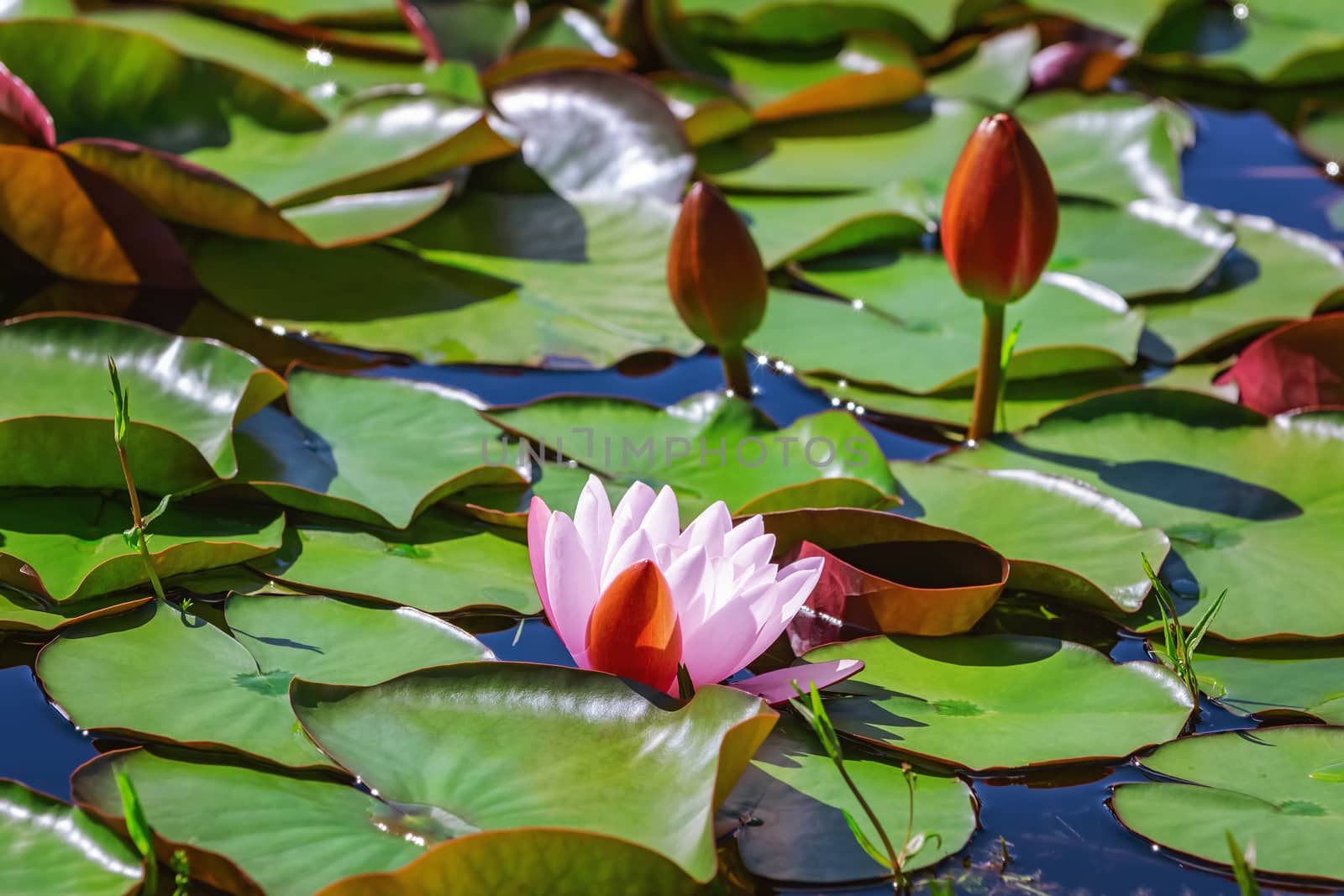 Floating lily flower and pads in the pond