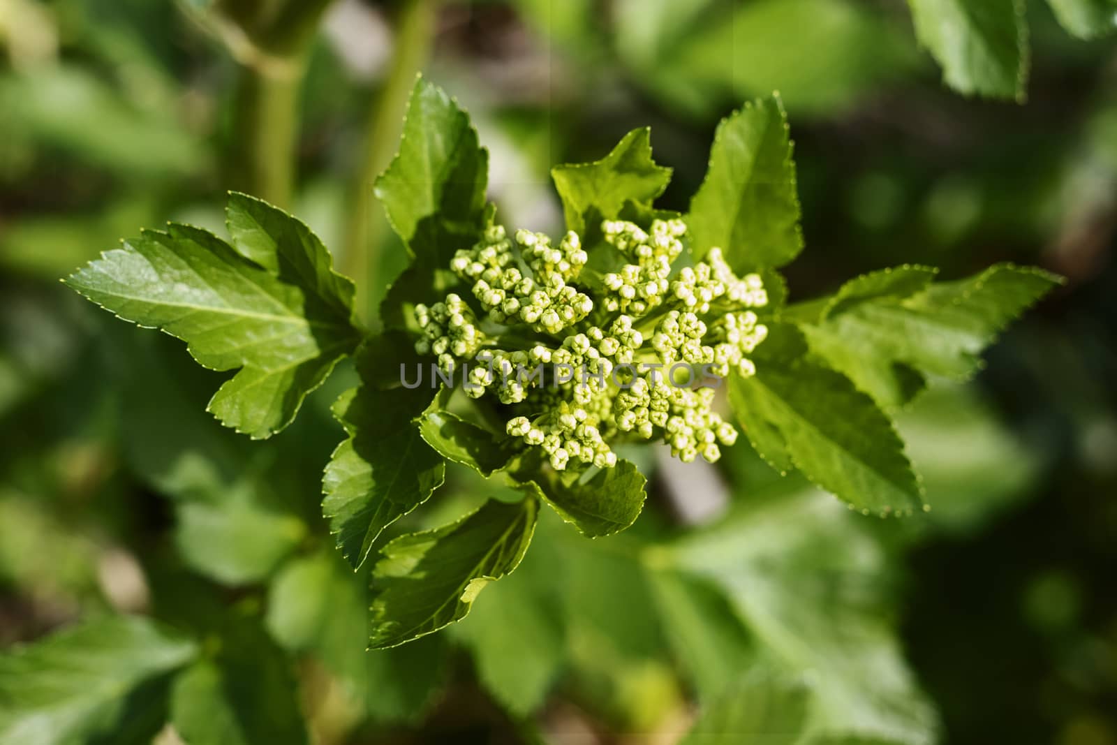 Wild plant of alexanders  -horse parsley or smyrnium -,the flower is yellow -green and arranged in umbels