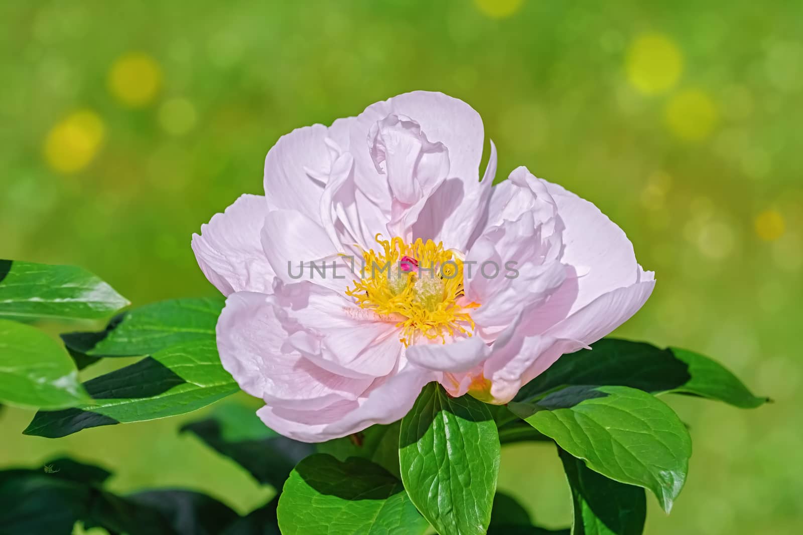 Flower of Peony in the garden