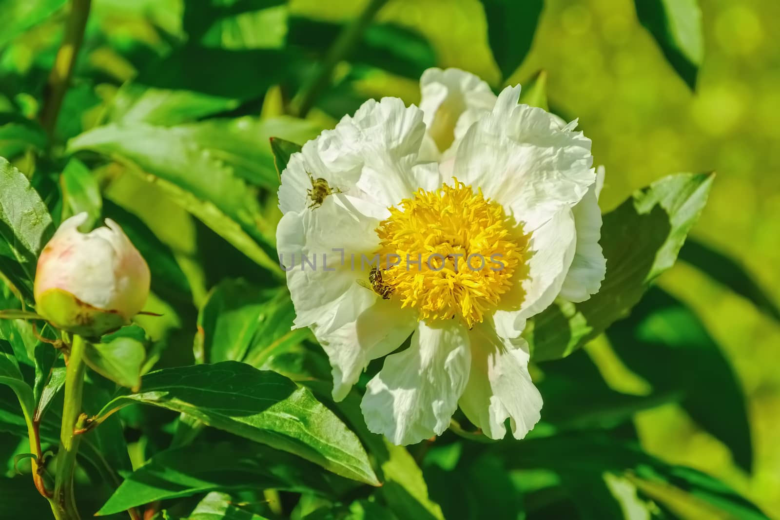 Flower of Peony in the garden