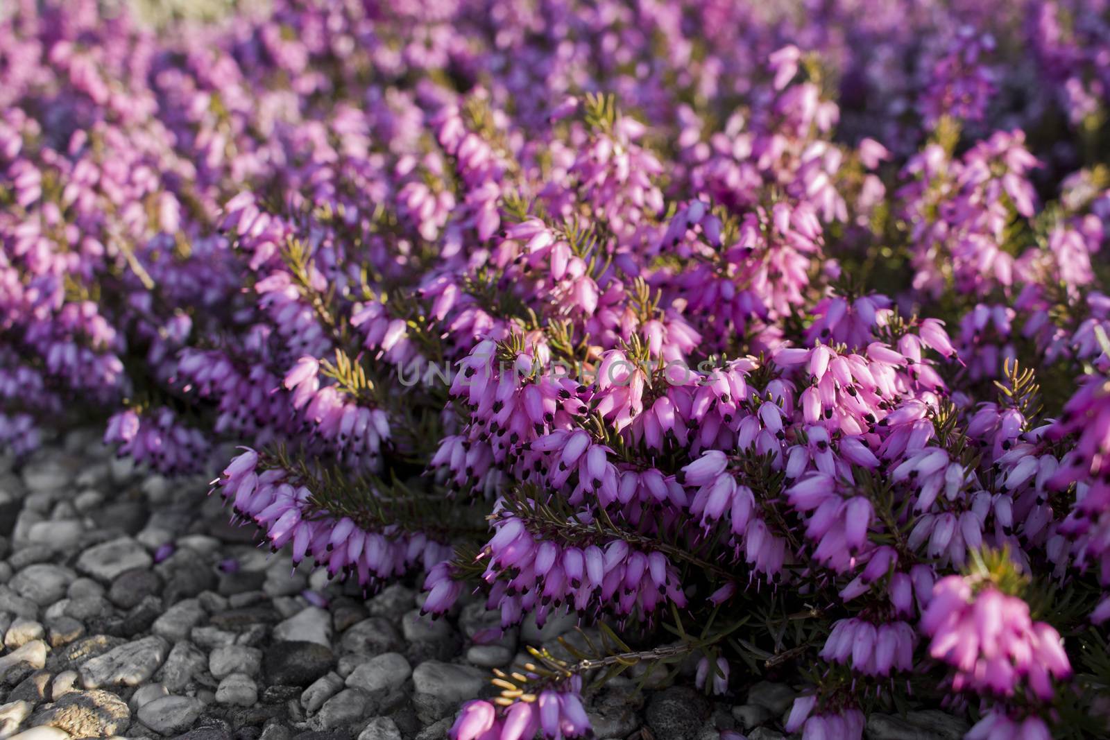 Plants in winter. Winter heather, snow heath, spring heather.