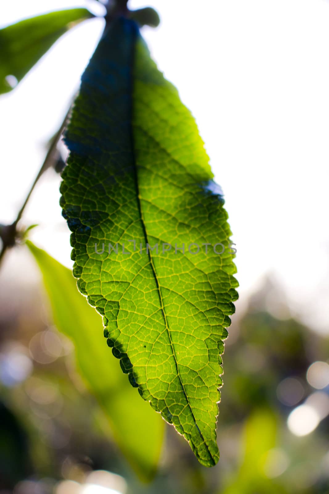 Sunshine at a foliage leaf by the sunset.