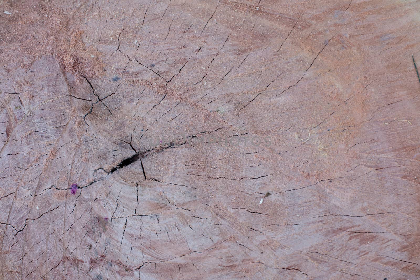 Close up shot of trimmed tree trunk by rushay