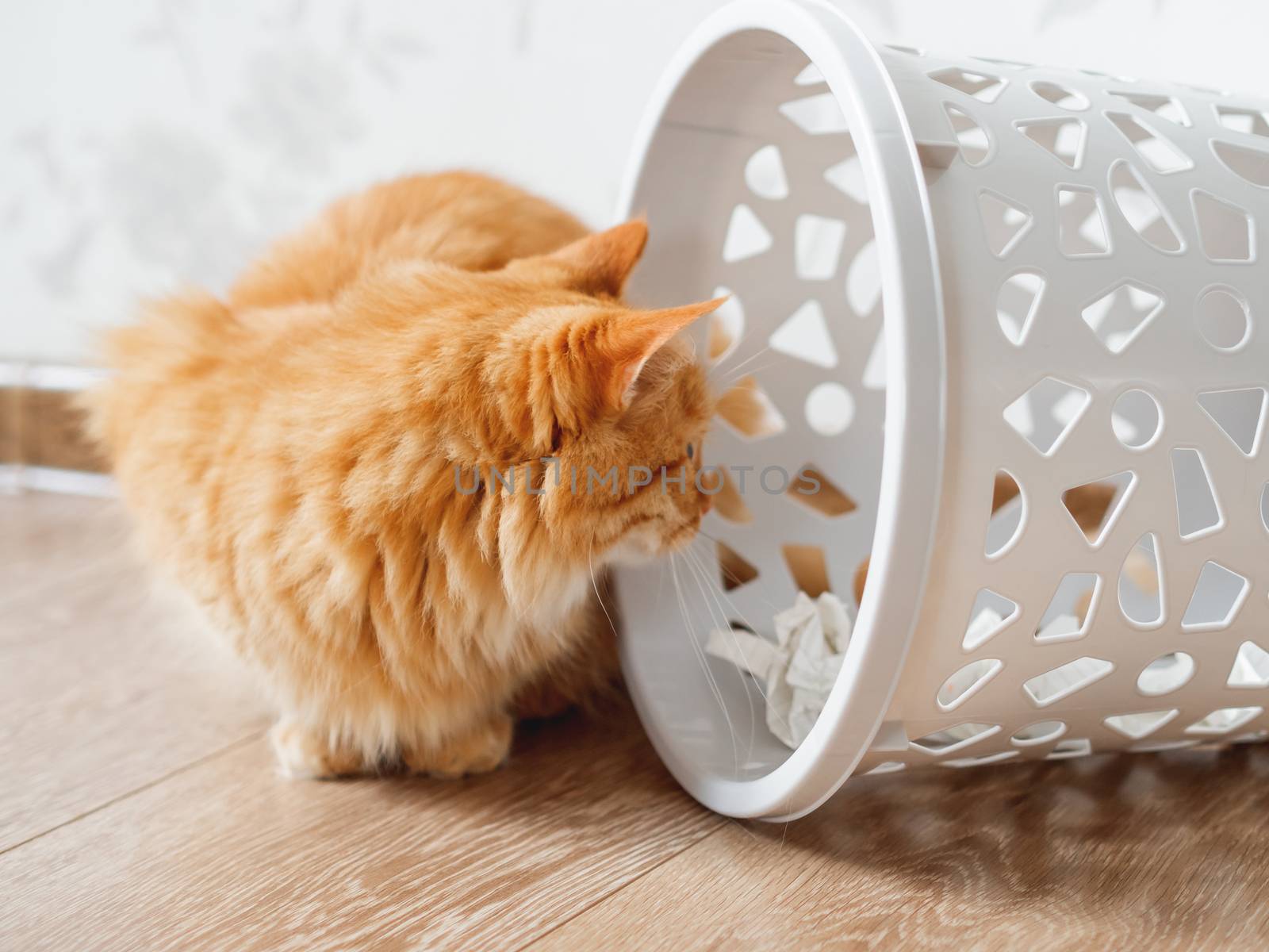 Cute ginger cat overturned wastebasket. Curious fluffy pet is looking at trash. Funny and playful domestic animal.