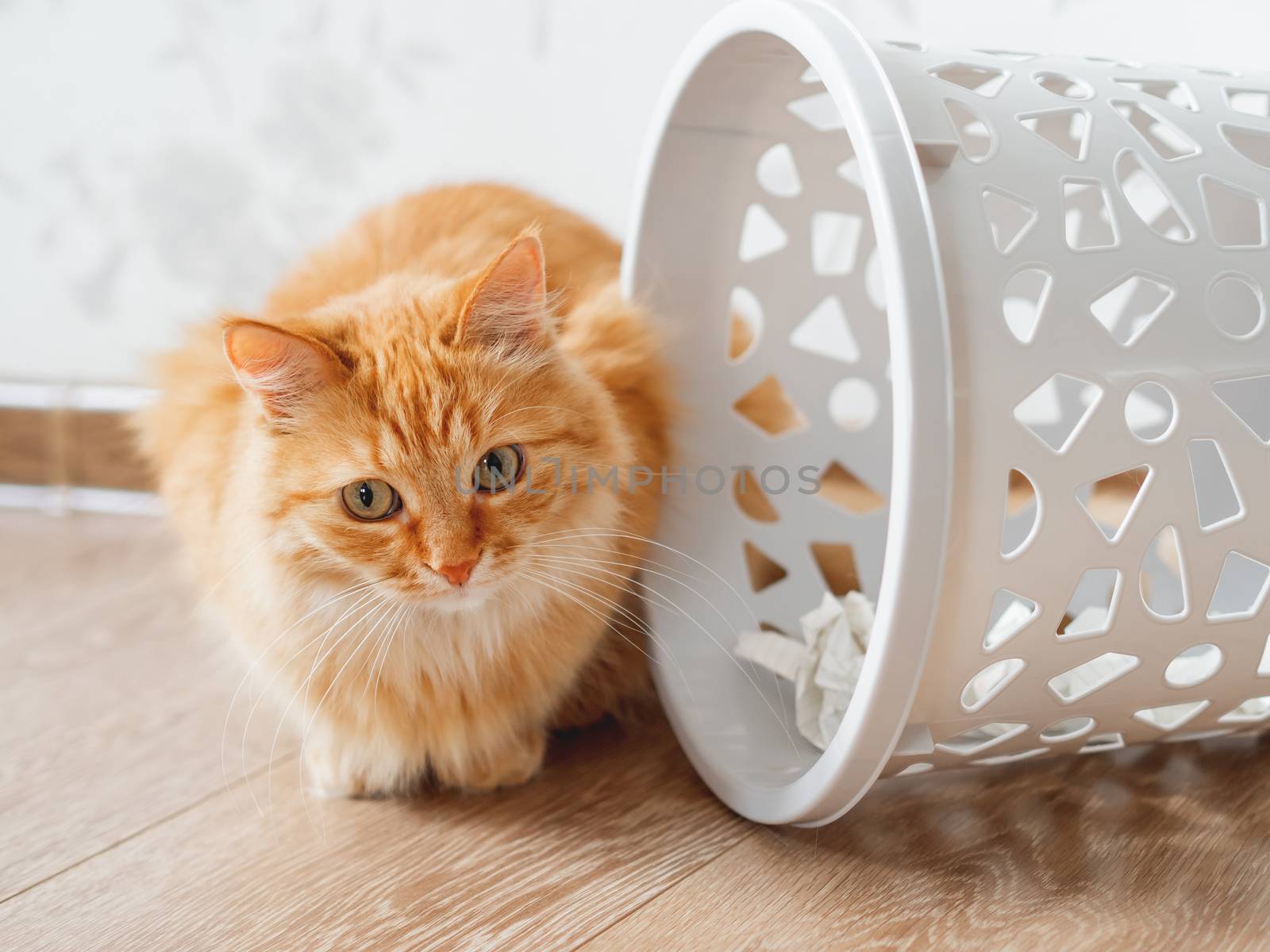 Cute ginger cat overturned wastebasket. Curious fluffy pet with guilty look sits near trash can. Funny and playful domestic animal.