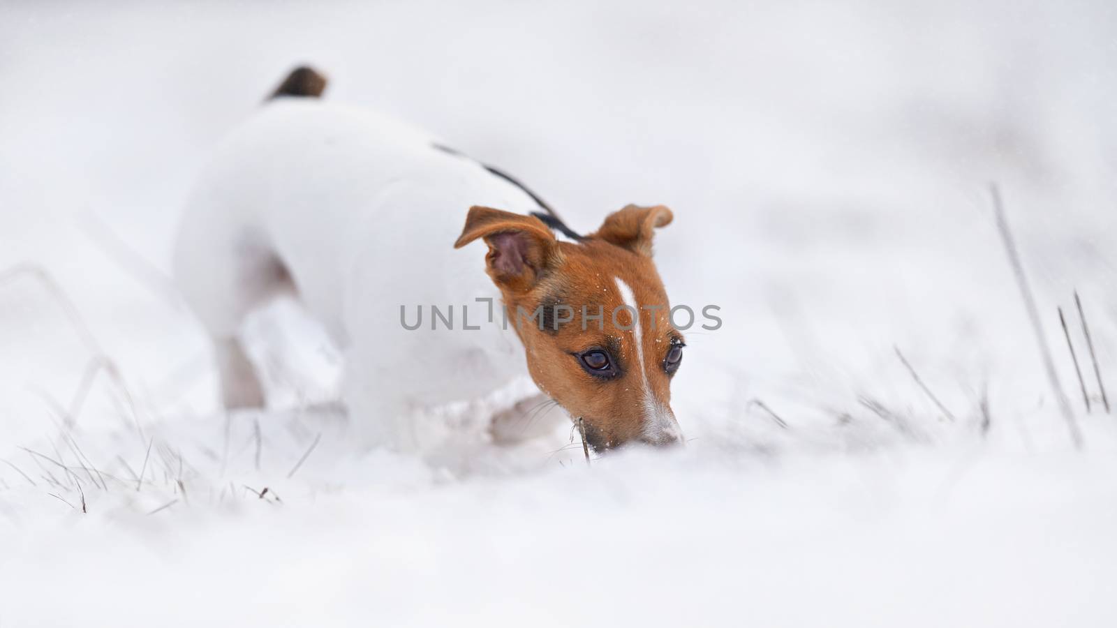 Small Jack Russell terrier walking on snow, sniffing the ground by Ivanko