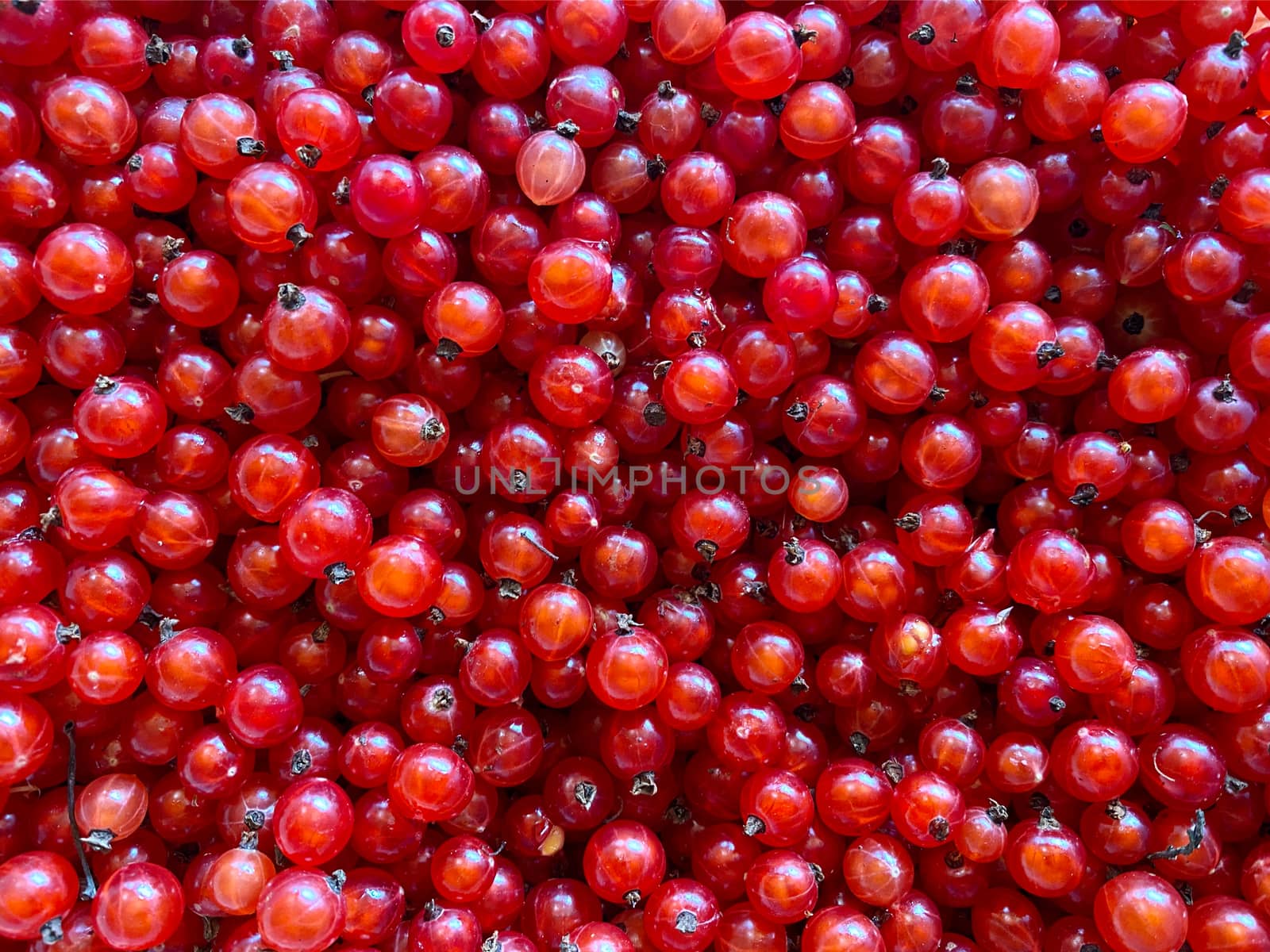 Background of ripe juicy red currant berries. by Margolana