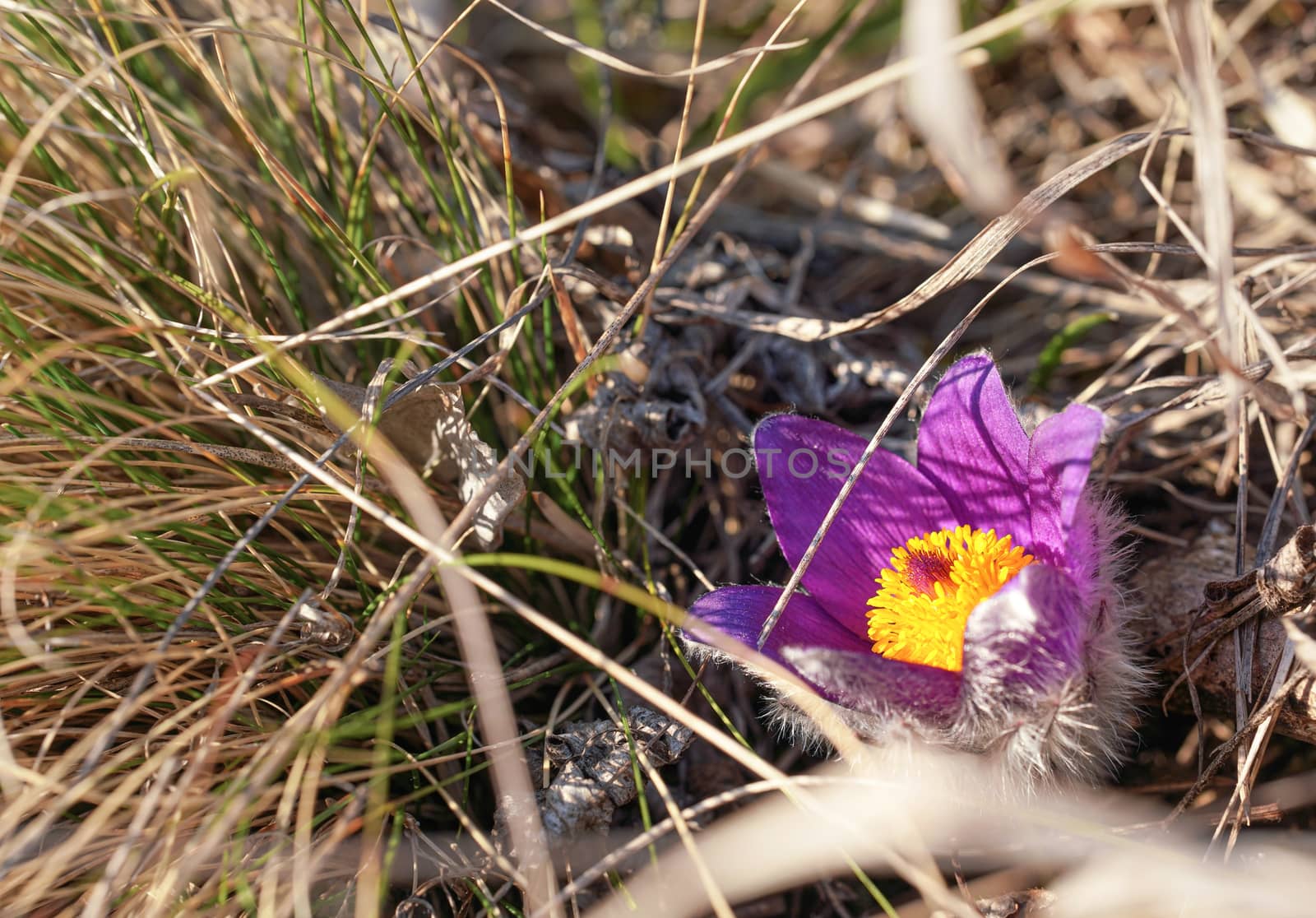 Sun shines on vibrant purple and yellow greater pasque flower - Pulsatilla grandis - growing in dry grass.