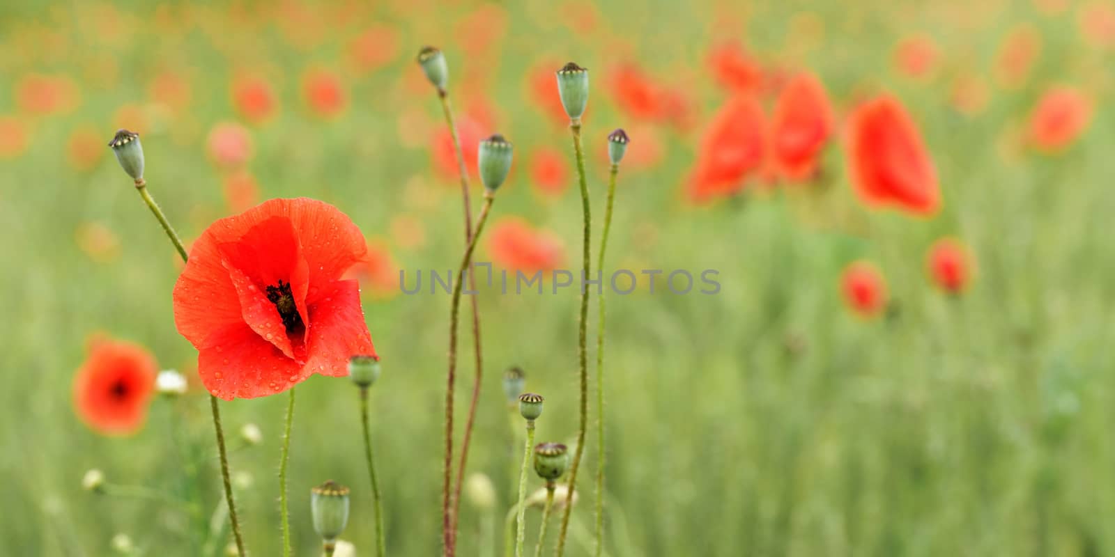 Bright red wild poppy flowers growing in field of green unripe wheat - closeup detail, space for text right side by Ivanko