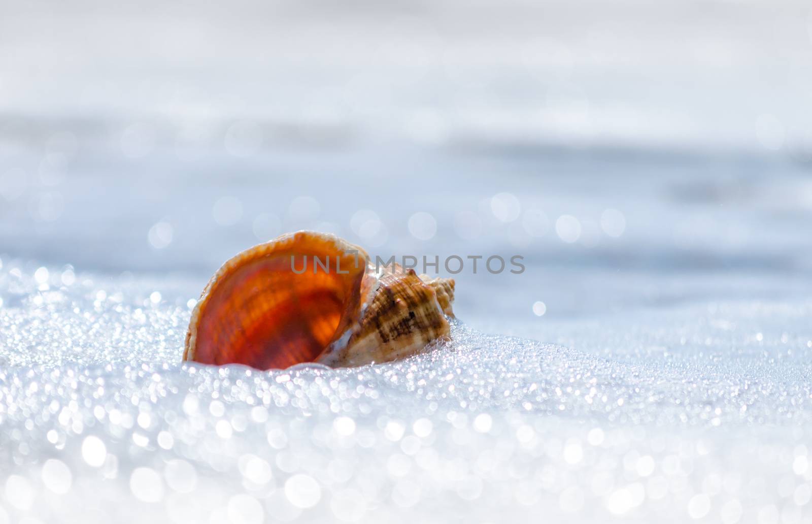 seashell closeup on the resort beach without people in Egypt close up