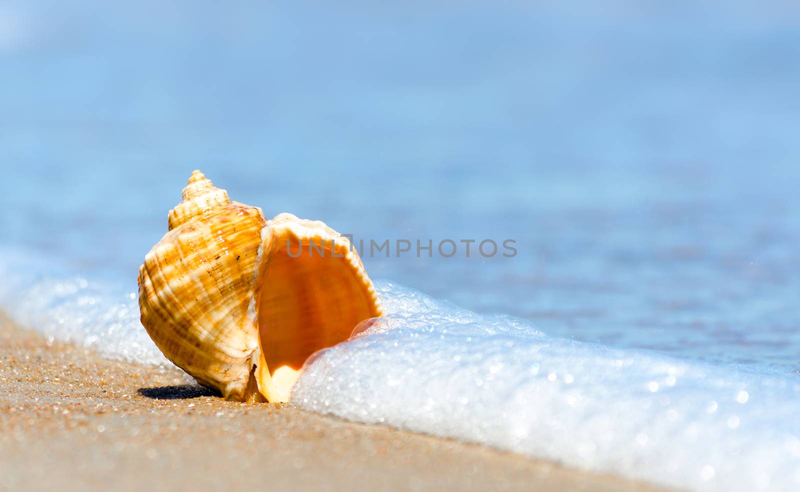 seashell closeup on the sand of a resort beach without people in by Gera8th