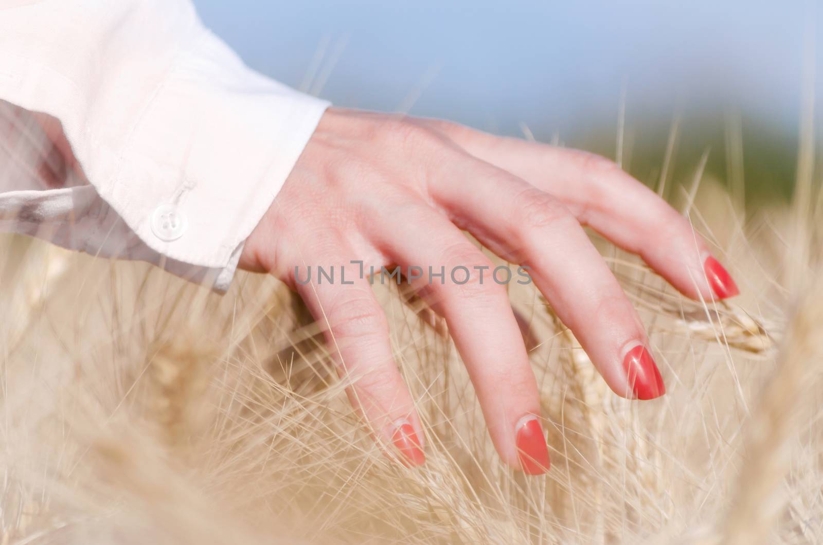 female fingers touching spikelets of wheat by Gera8th