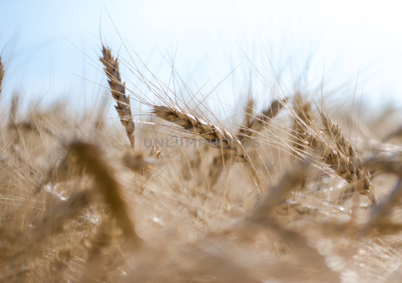 spikelets of wheat on the field closeup farm background