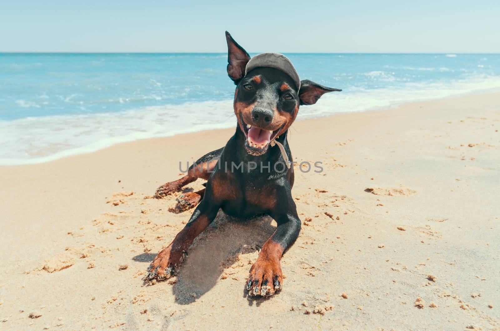 miniature pinscher puppy on the beach by the blue lagoon resort vacation