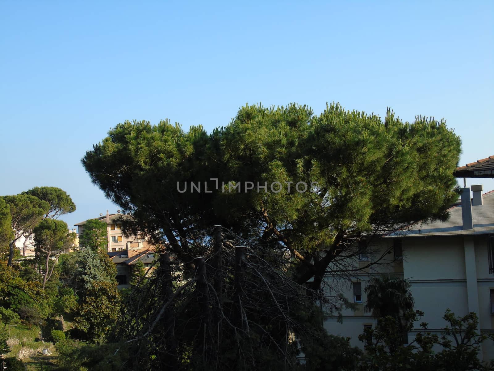 Genova, Italy - 07/12/2020: An amazing photography of the city of Genova from the hills in summer days, with a great blue sky in the background and some trees behind the buildings.