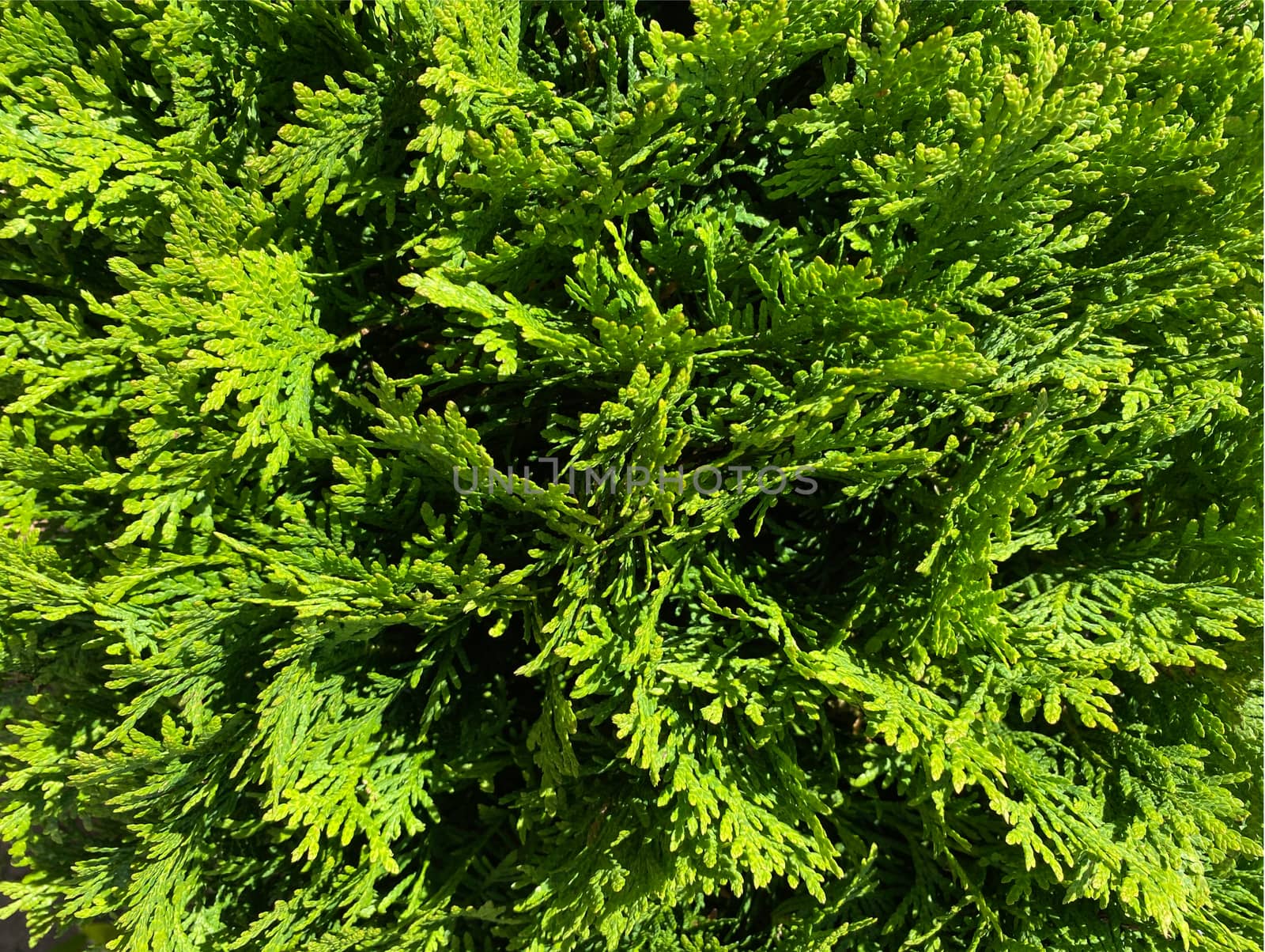 Green thuja background. Natural green texture. Evergreen leaves blurry background. Selective focus.   