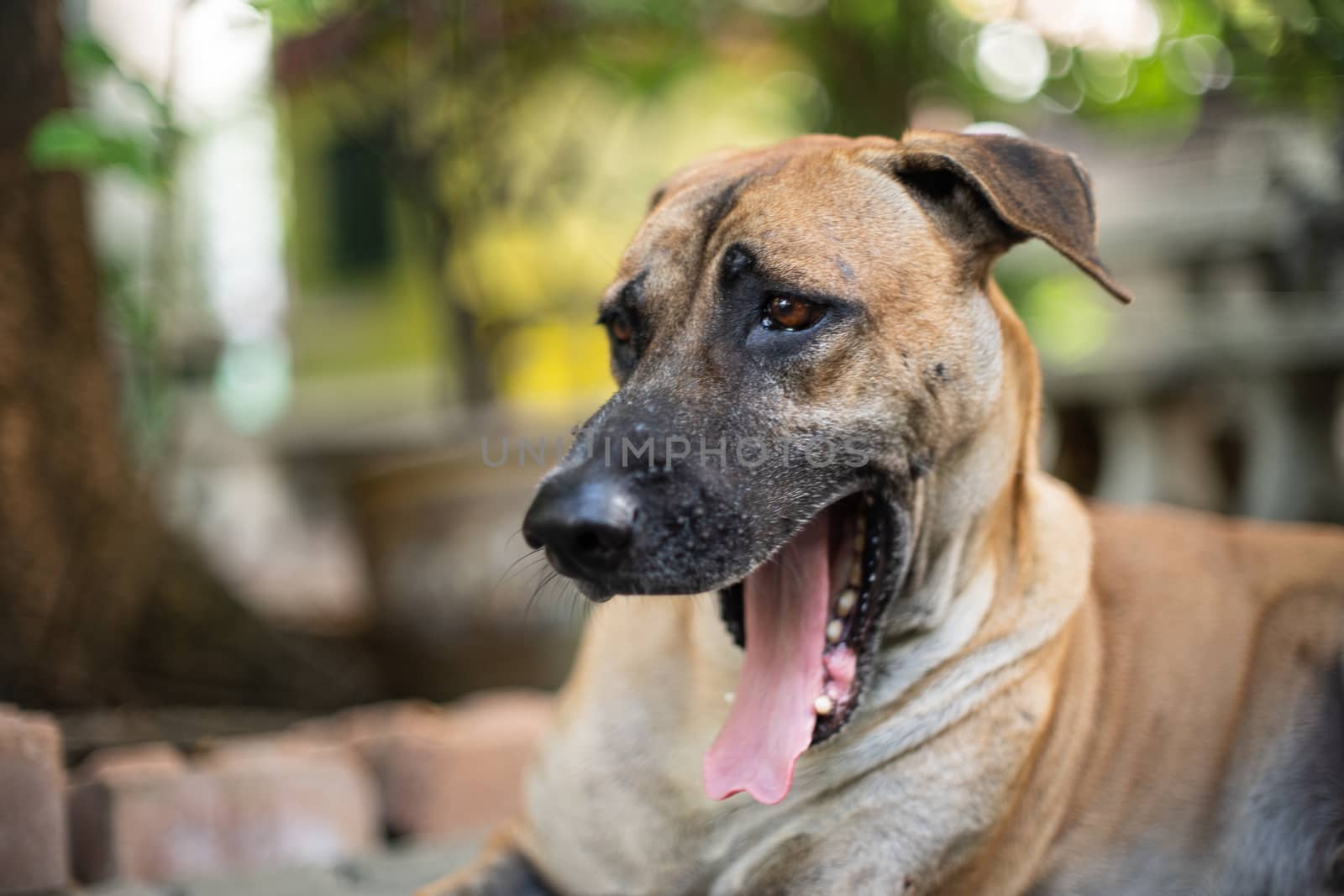 Brown full-grown adult dog with natural bokeh. Days in the life of a senior dog