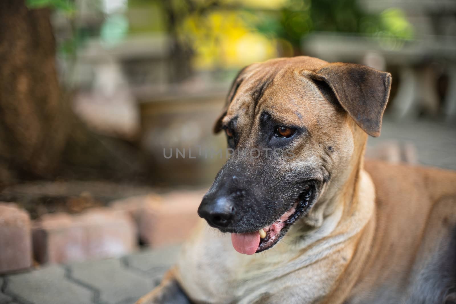 Brown full-grown adult dog with natural bokeh. Days in the life of a senior dog