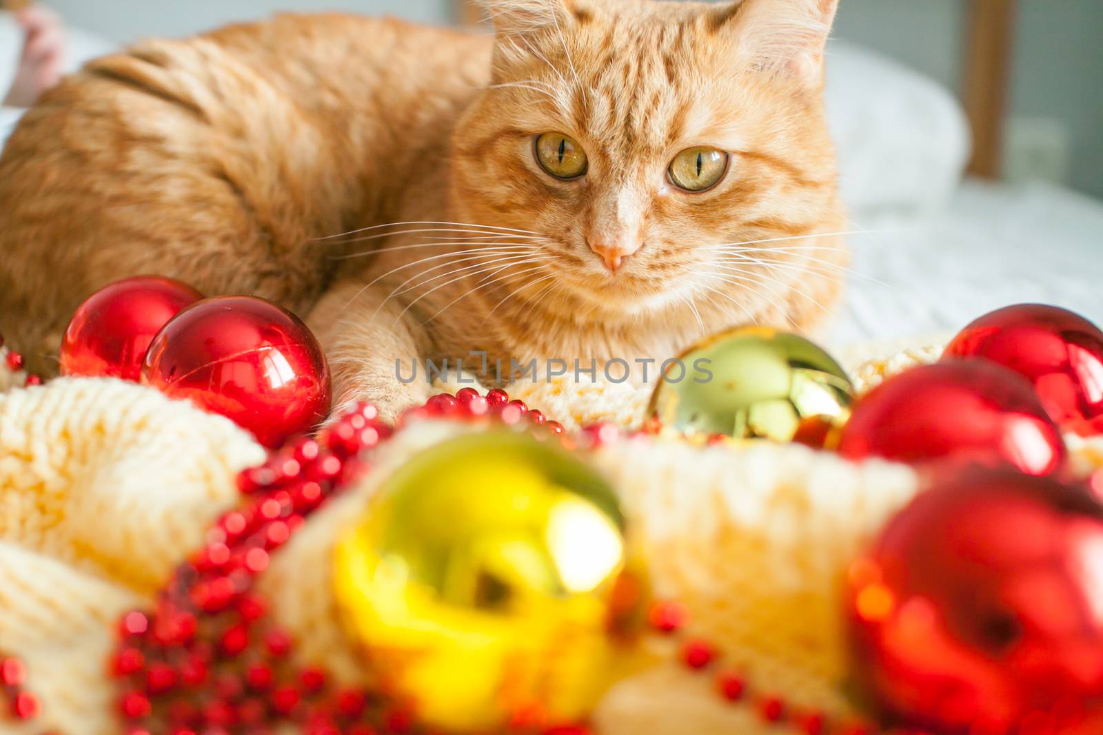 A fat lazy ginger cat lies on a knitted yellow blanket with New Year's toys: gold and red balls. by malyshkamju
