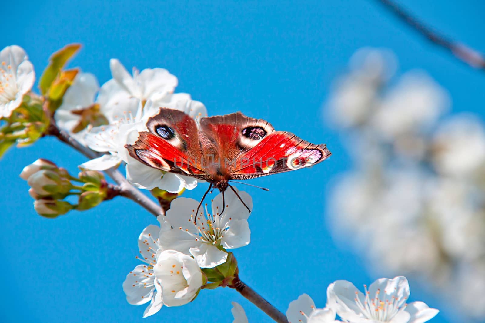 The spring, apple-tree costs in colours and the butterfly sits on a flower