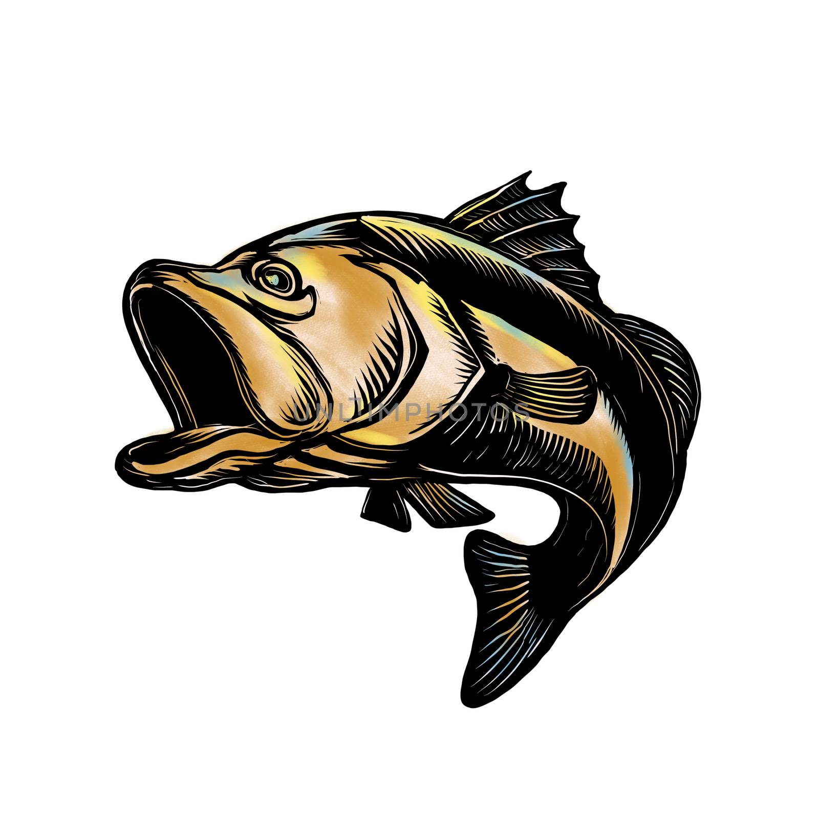 Scratchboard style illustration of a Largemouth Bass ,  Barramundi or Asian sea bass jumping on isolated background.