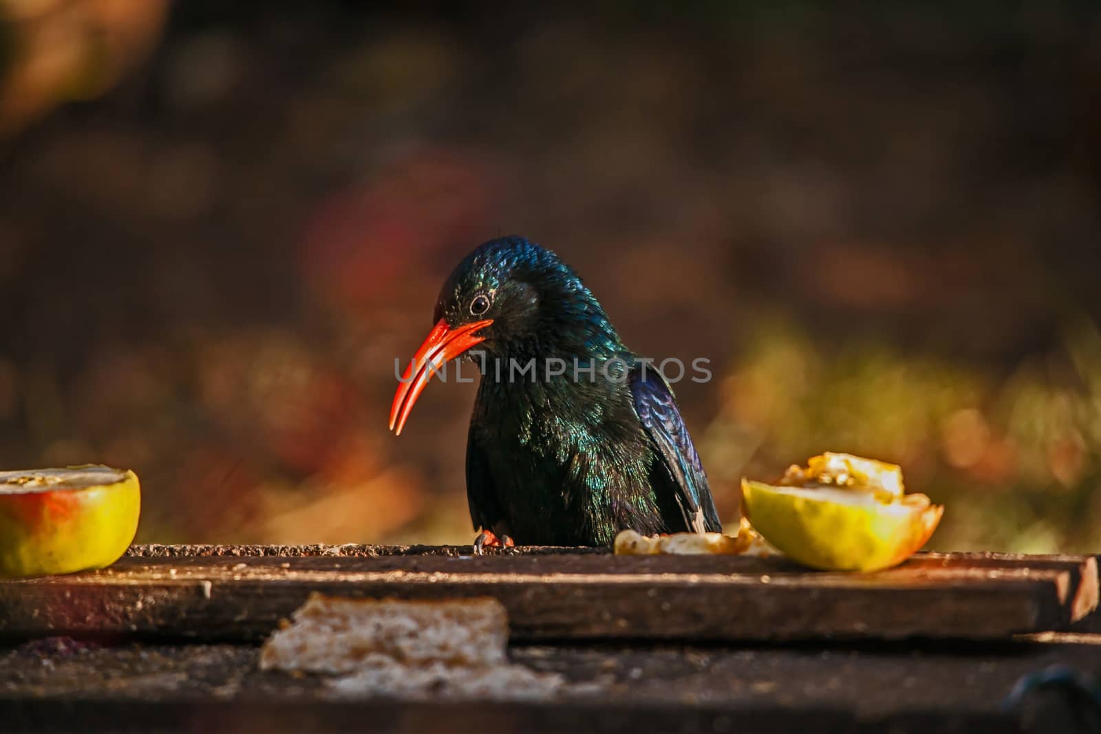 A Green Wood-hoopoe (Phoeniculus purpureus) on a garden wild bird feeding station