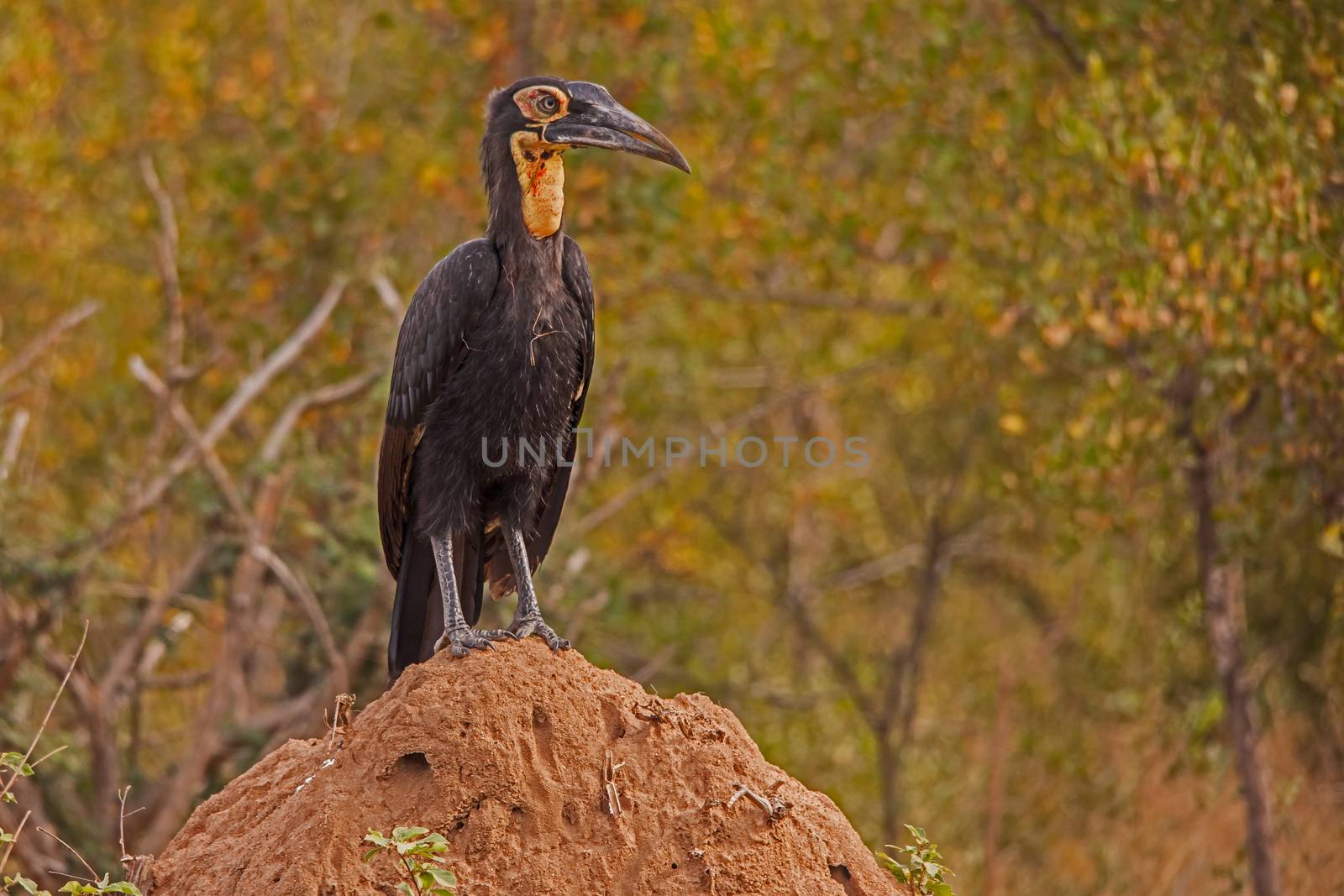 The Immature Southern Ground Hornbill Bucorvus leadbeateri, seen here perching on an ant nest, already resembles the adult, but the bare parts of the face and the fleshy part on the throat, called the wattle, will turn bright red.