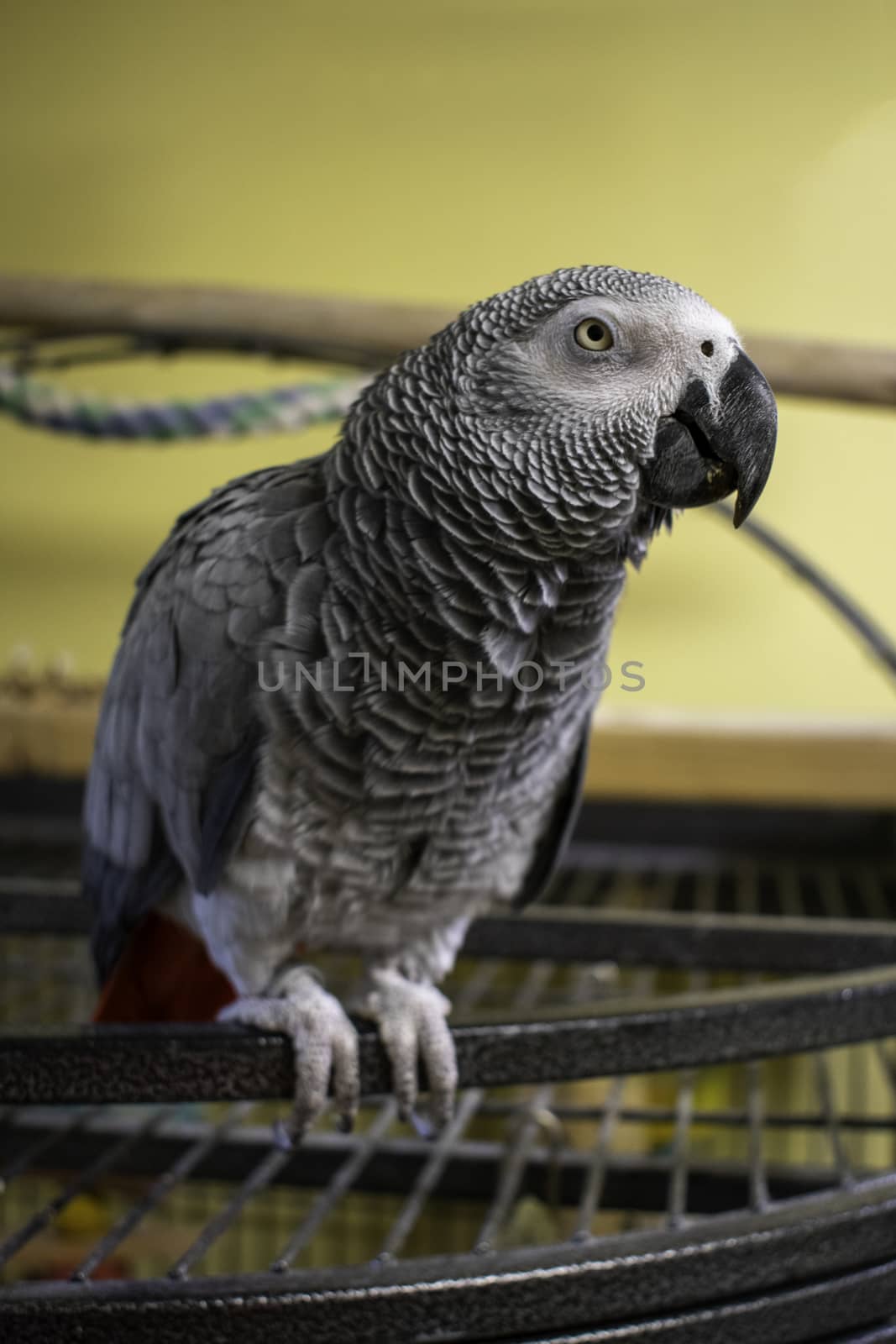 A Vertical Shot of an African Grey Parrot by bju12290