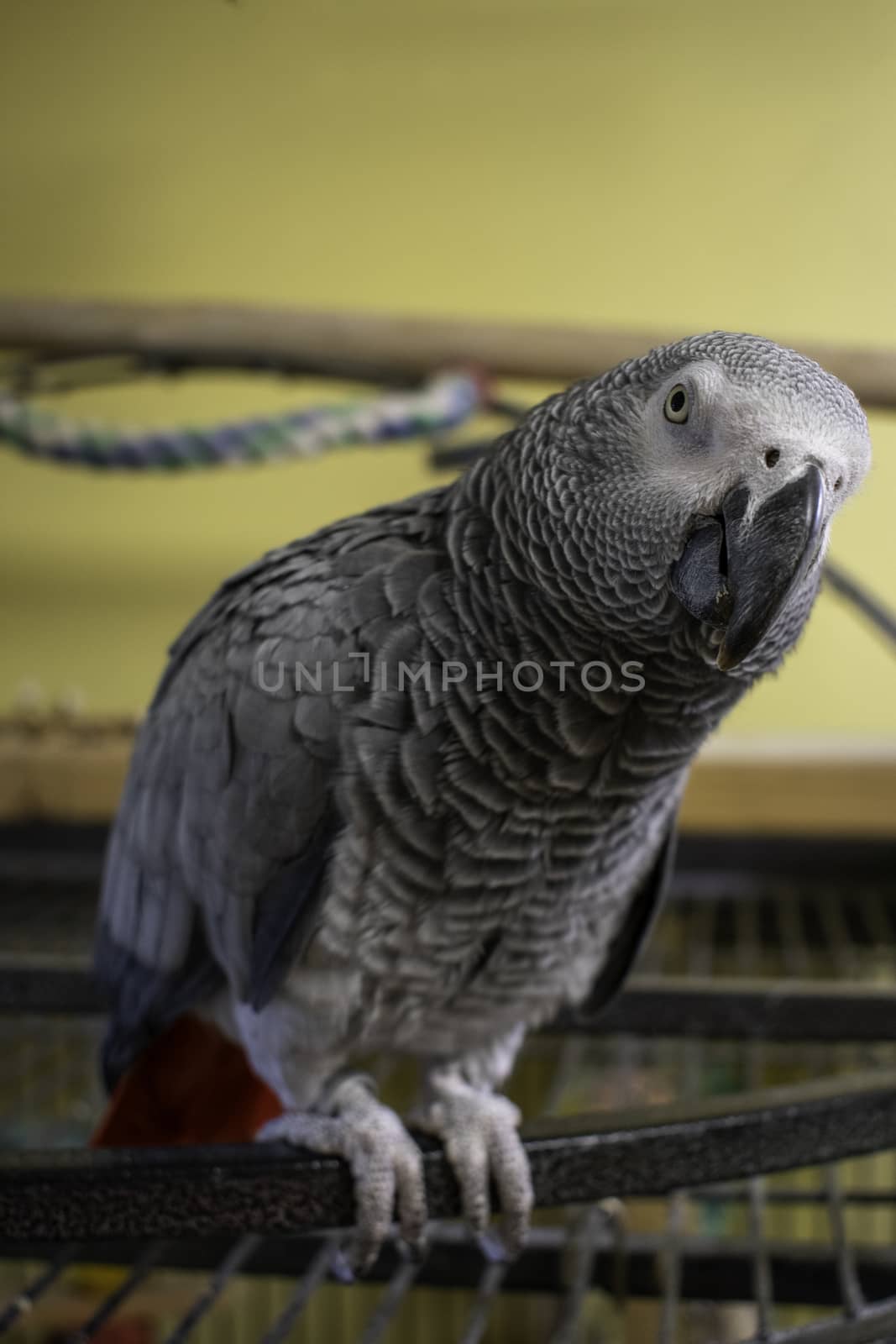 A Vertical Shot of an African Grey Parrot Resting On Top of Her Cage