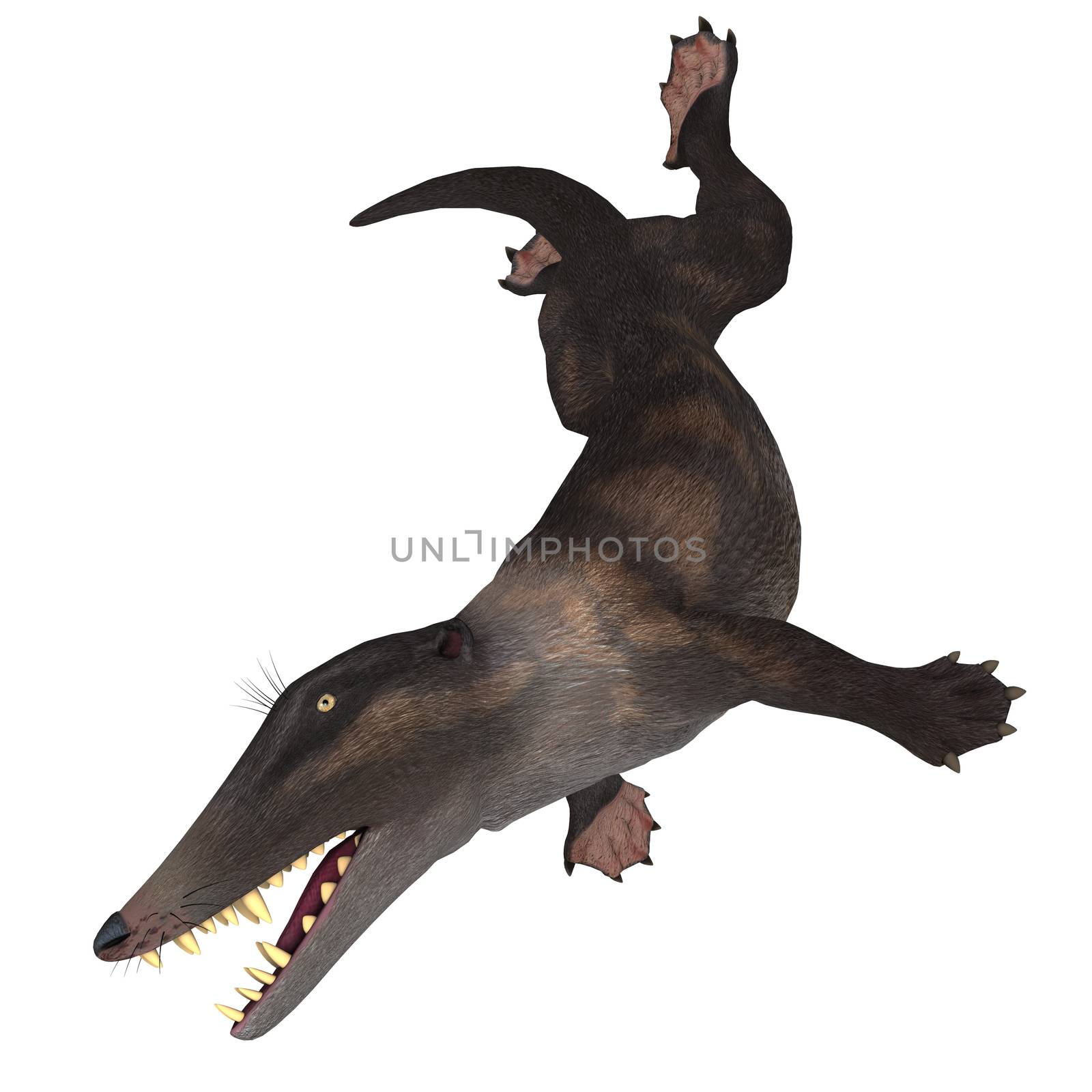 Ambulocetus was the primitive otter-like ancestor of the whale and lived in Pakistan and India during the Eocene Period.