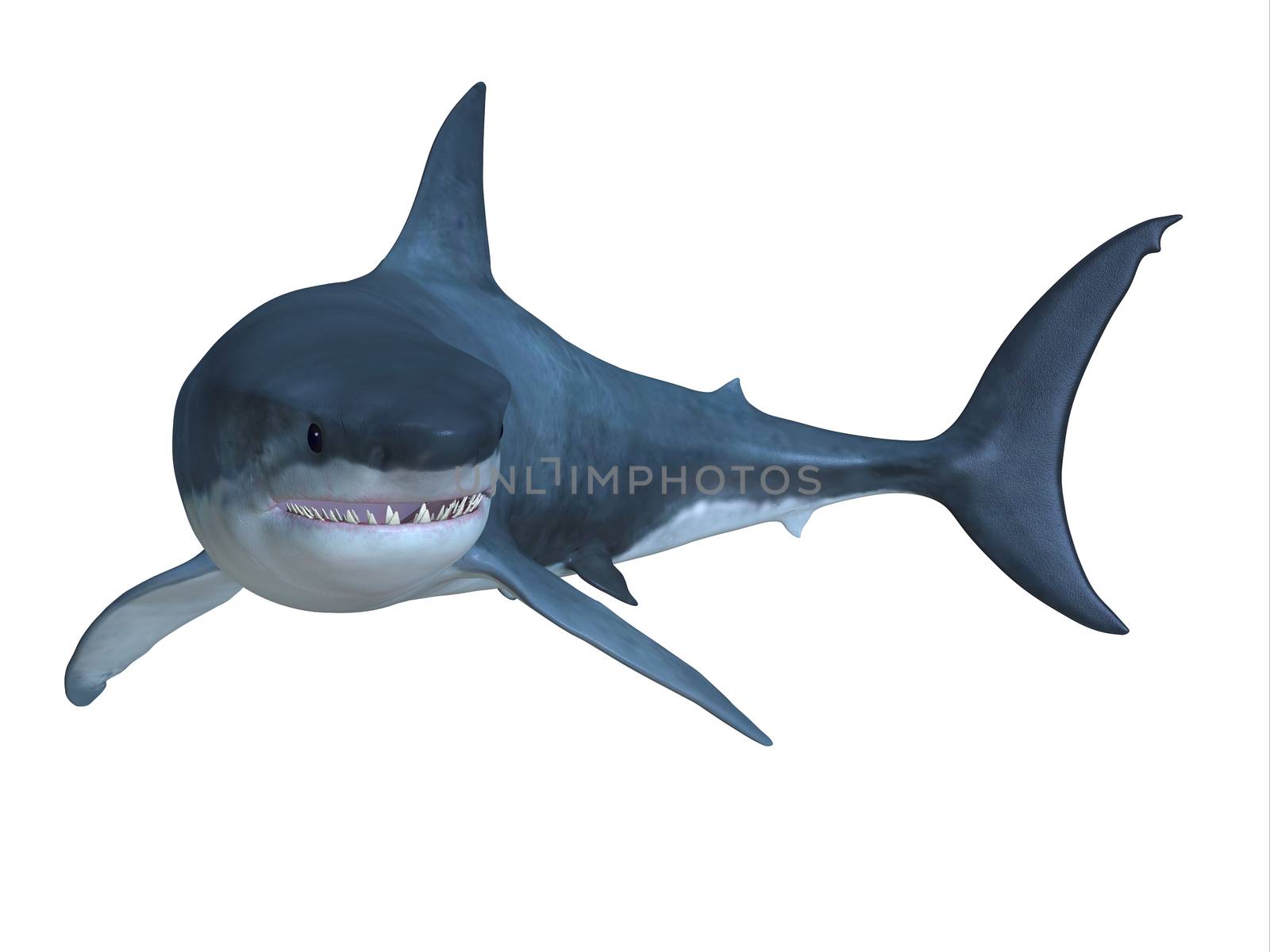 The Great White shark can be found in worldwide oceans and can live up to 70 years.