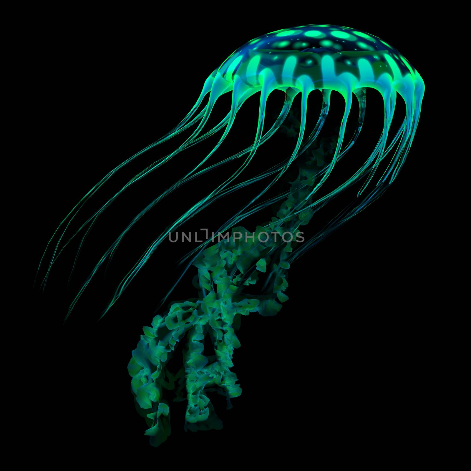 Green Striped Jellyfish by Catmando