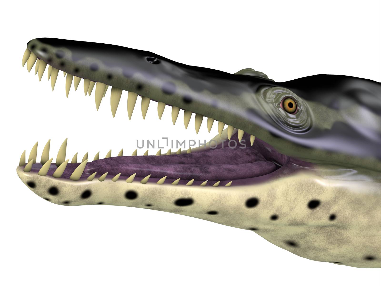 The carnivorous marine reptile Kronosaurus lived in the seas of Australia during the Cretaceous Period.