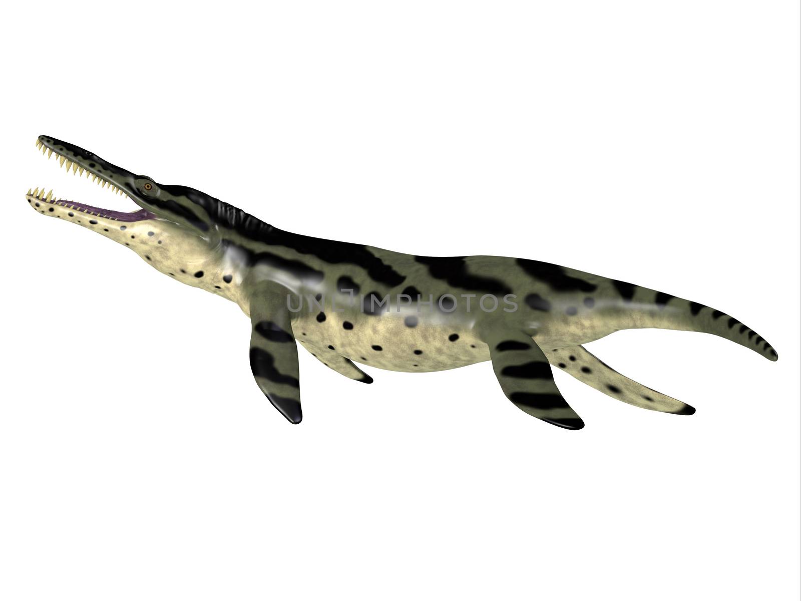 Kronosaurus Reptile Side Profile by Catmando
