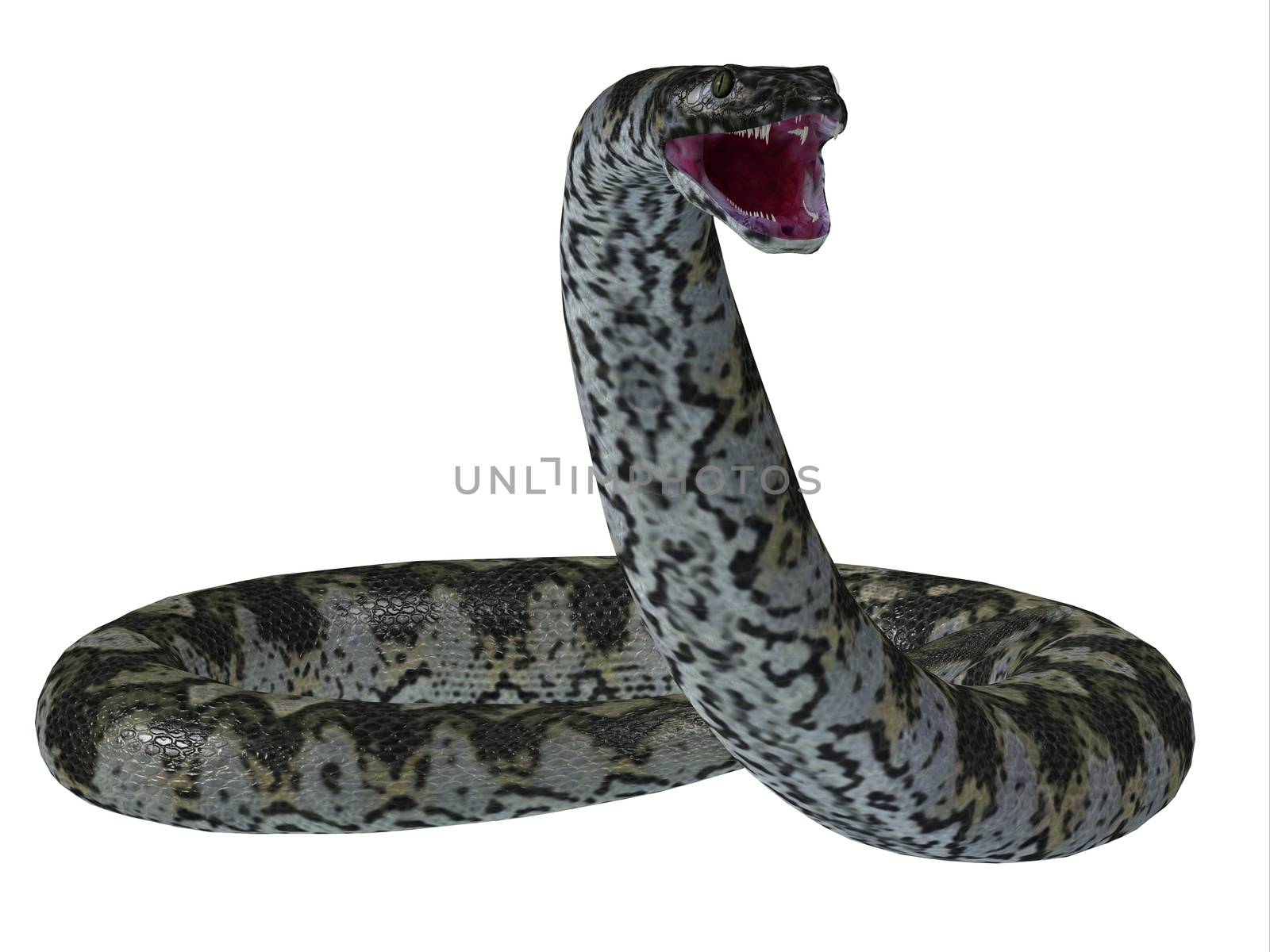 This predatory carnivorous Titanoboa snake lived during the Paleocene Period of Columbia, South America.